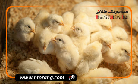 رایزنی های صورت گرفته برای افزایش صادرات مرغ استان لرستان